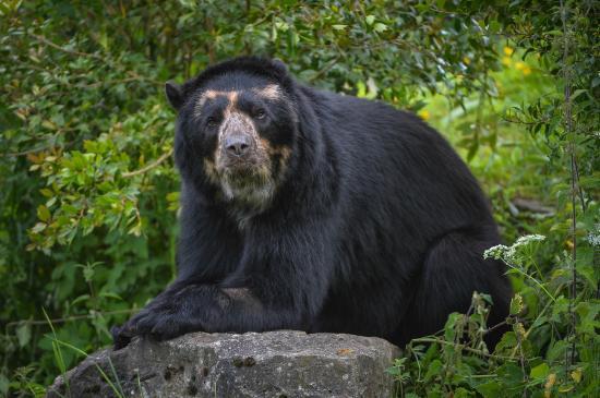 Dierentuin van Chester