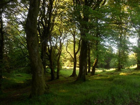 Knockmany Forest