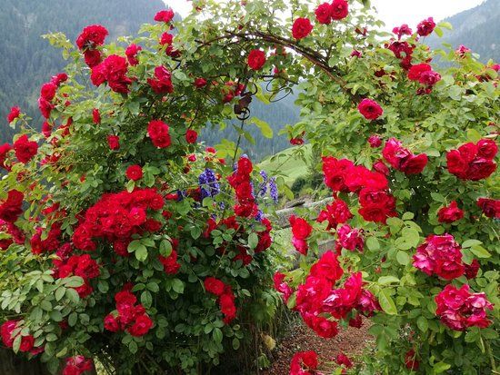 Rosarium