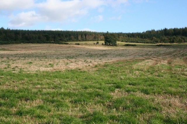Kirkhill-bos