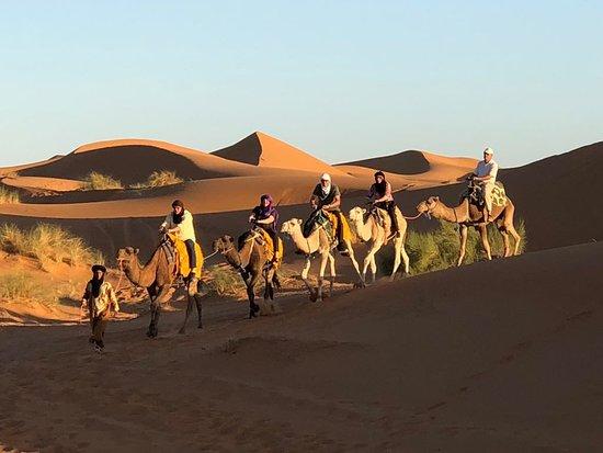 Roaming Camels Morocco