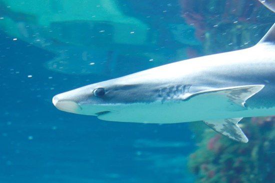 Acuario de O Grove