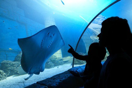 Sea Life Porto