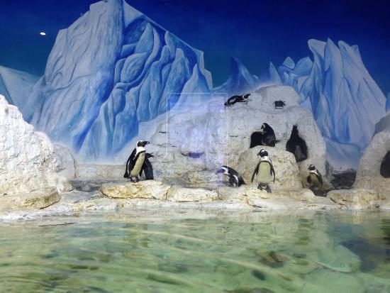 Times City Aquarium